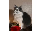 Adopt Rosalind a Domestic Long Hair