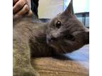 Adopt Tori a Domestic Short Hair