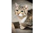 Adopt Willow a Domestic Short Hair