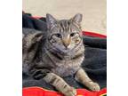 Adopt Electra a Domestic Short Hair