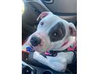 Adopt Darla a Mixed Breed