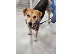 Adopt Nala a Shepherd, Beagle