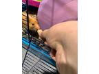 Adopt Katara a Hamster