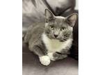 Adopt Mini a Domestic Short Hair