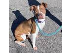 Adopt Candace a Mixed Breed