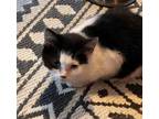 Adopt Wynter a Domestic Short Hair