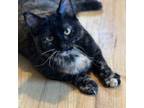 Adopt Uno a Domestic Short Hair