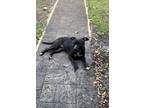 Adopt Hope a American Staffordshire Terrier, Black Labrador Retriever