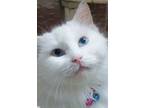 Adopt Sweet Snow a Turkish Angora