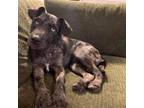 Adopt Georgia a Catahoula Leopard Dog