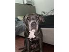 Adopt Bella a Pit Bull Terrier