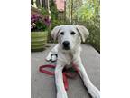 Adopt Fleur a Great Pyrenees