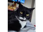 Adopt Cuddle Bug a Tuxedo