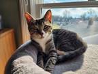 Adopt Freya a Tabby