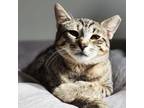 Adopt Zena a Tabby