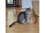 Adopt Billie a Tabby