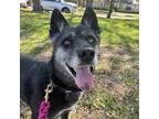 Adopt Noelle a Husky, Mixed Breed