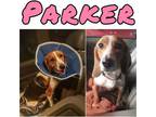 Adopt Parker a Beagle
