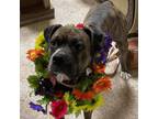 Adopt Daisy a Boxer, Mixed Breed