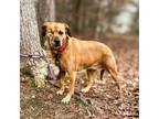 Adopt Missy a Coonhound, Retriever