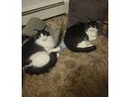 Adopt Magwi and Gizmo a Domestic Long Hair