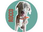 Adopt Rocco a Blue Lacy, American Staffordshire Terrier