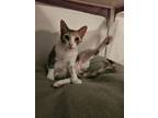 Adopt Charlotte a Domestic Short Hair