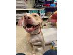 Adopt Clio a American Staffordshire Terrier