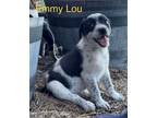 Adopt Emmy Lou a Terrier