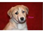 Adopt Rose a Australian Cattle Dog / Blue Heeler