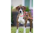 Adopt Athena a Hound, Pit Bull Terrier