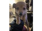 Adopt Brynlee a Mixed Breed