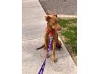 Adopt Nellie a Doberman Pinscher, Labrador Retriever