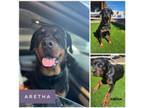 Adopt Aretha a Rottweiler