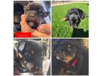 Adopt Adele a Rottweiler