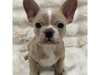 French Bulldog Puppy for sale in Whittier, CA, USA