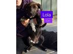 Adopt Lola a Pointer