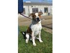 Adopt JOSIE a Australian Cattle Dog / Blue Heeler, Hound