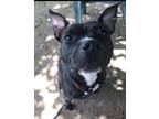 Adopt Alexa a Pit Bull Terrier