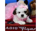 Mal-Shi Puppy for sale in Fort Worth, TX, USA