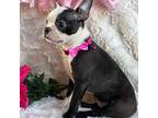 Boston Terrier Puppy for sale in Belgrade, MN, USA