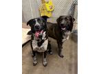 Adopt CHIEF & OREO a Border Collie