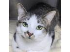 Adopt CARLOS a Domestic Short Hair