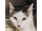 Adopt TIMOTHY a Domestic Short Hair