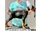 Doberman Pinscher Puppy for sale in Medina, TN, USA