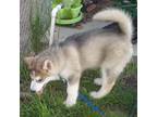 Alaskan Malamute Puppy for sale in Hooper, UT, USA