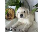 Ms Petunia