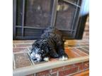 Mutt Puppy for sale in Barnstable, MA, USA