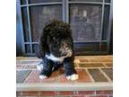 Mutt Puppy for sale in Barnstable, MA, USA