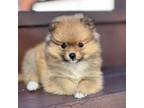 Pomeranian Puppy for sale in Naples, FL, USA